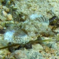 Eurypegasus draconis (Zwergflügelrossfisch)